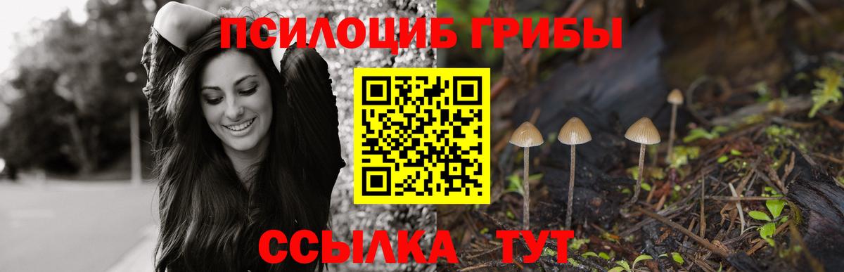 Галлюциногенные грибы Psilocybe  Вход с VPN  Волоколамск 